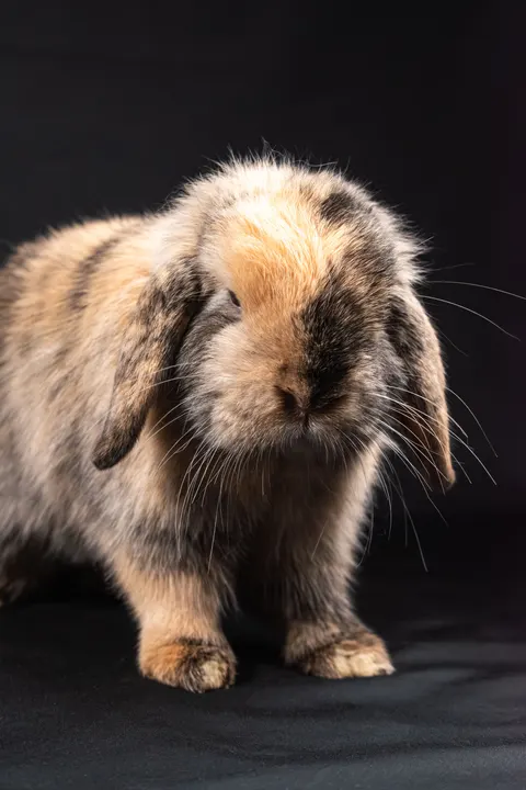 خرگوش والپیپر موبایل · pets · 1440×2160