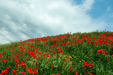 Poppy Field 4K Wallpaper · flowers · 3840×2560