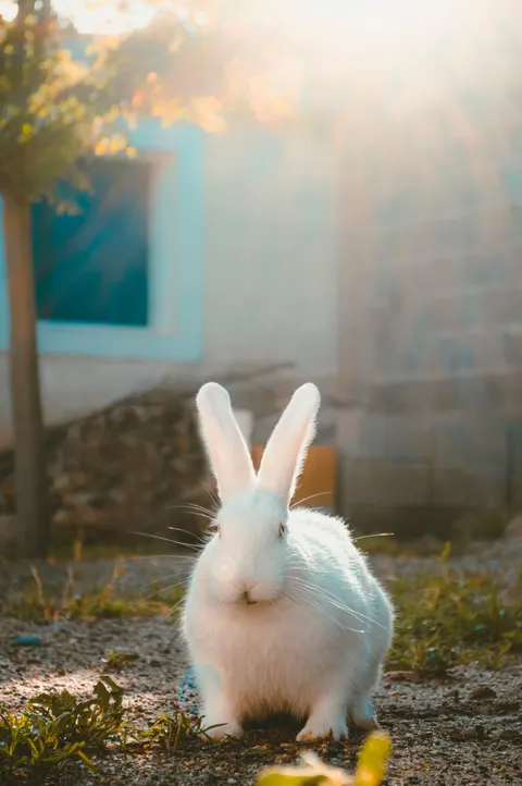 Hase Handy-Hintergrundbild · pets · 1440×2166