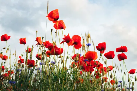 Обои Маковое поле 4K · flowers · 3840×2560