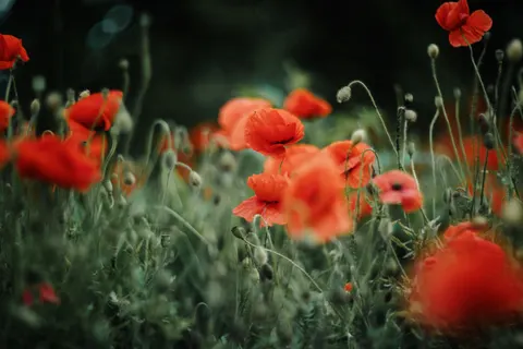 Wallpaper Ladang Bunga Poppy 4K · flowers · 3840×2560