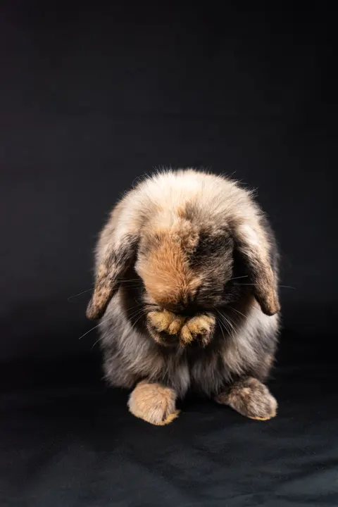 Bunny Phone Wallpaper · pets · 1440×2160