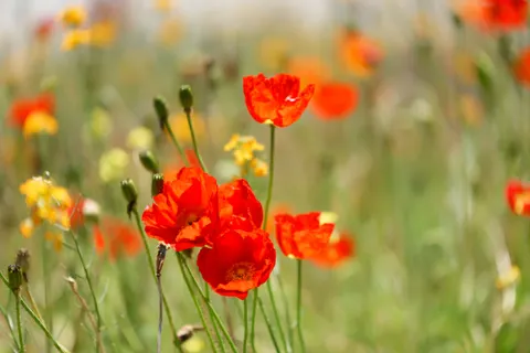 Fond d'écran Champ de coquelicots 4K · flowers · 3840×2563