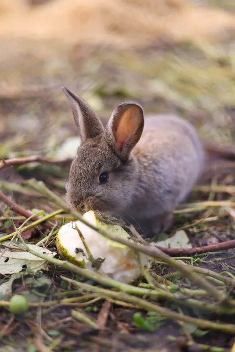 Bunny Phone Wallpaper · pets · 1440×2159