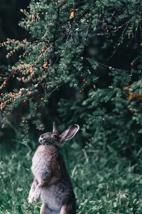 Bunny Phone Wallpaper · pets · 1440×2160
