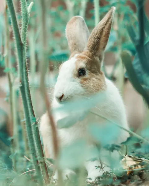 Bunny Phone Wallpaper · pets · 1440×1800