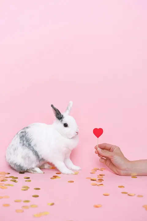 Bunny Phone Wallpaper · pets · 1440×2160