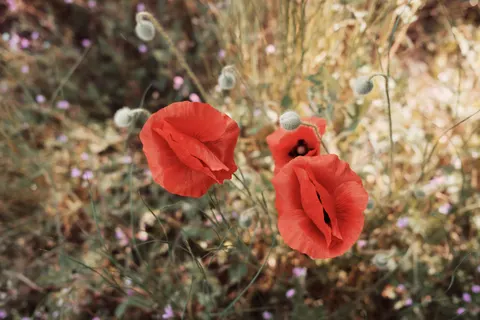Wallpaper Ladang Bunga Poppy 4K · flowers · 3840×2560