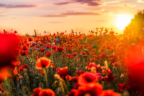 خلفية حقل الخشخاش بدقة 4K · flowers · 3840×2560
