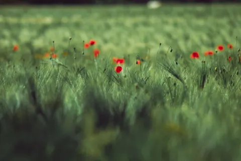 पॉपी का खेत 4K वॉलपेपर · flowers · 3840×2560
