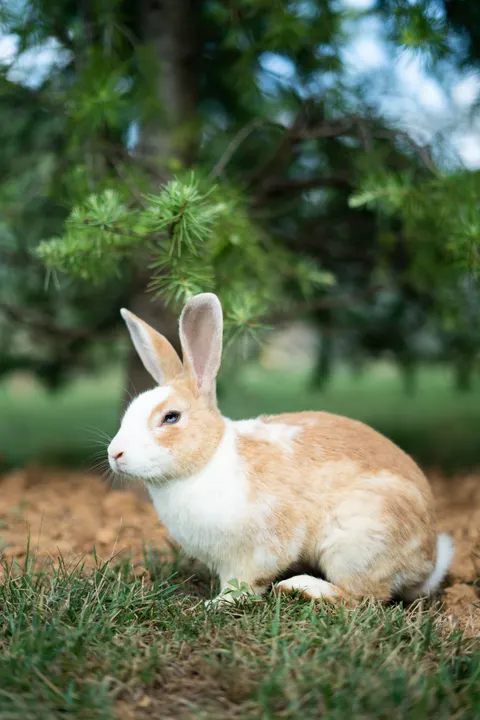 Bunny Phone Wallpaper · pets · 1440×2159