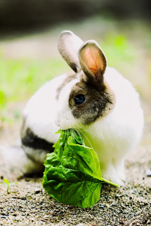 Bunny Phone Wallpaper · pets · 1440×2160