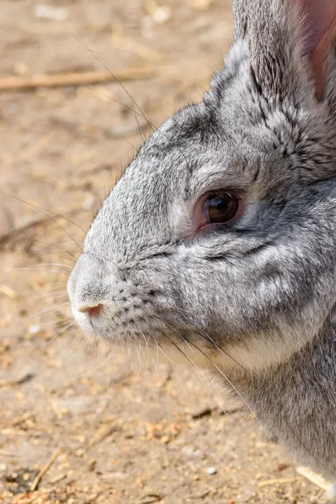 Bunny Phone Wallpaper · pets · 1440×2160