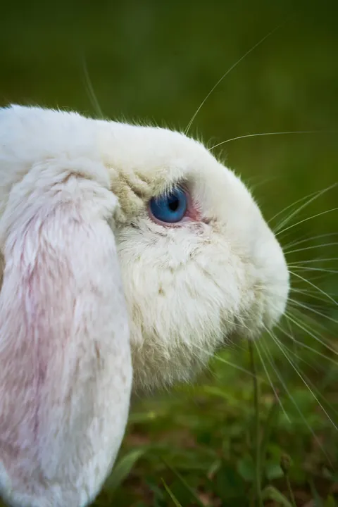 Bunny Phone Wallpaper · pets · 1440×2160