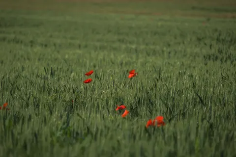 Klaprozenveld 4K-achtergrond · flowers · 3840×2560