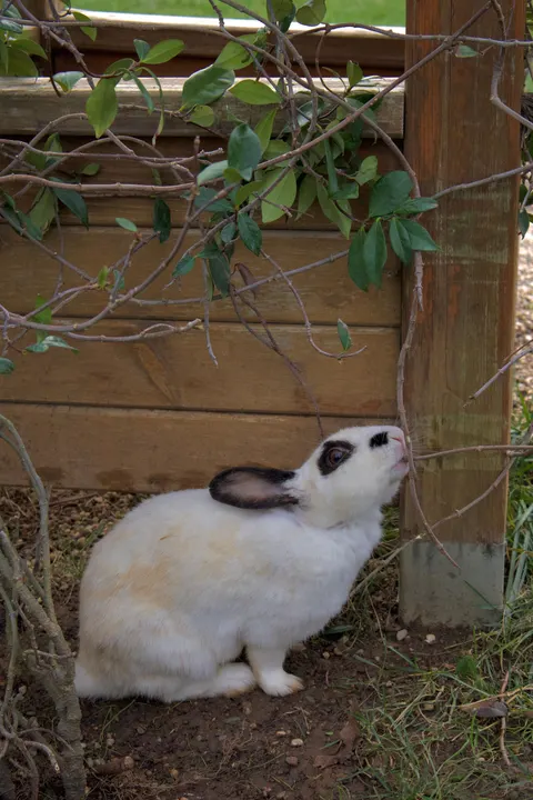 Bunny Phone Wallpaper · pets · 1440×2160