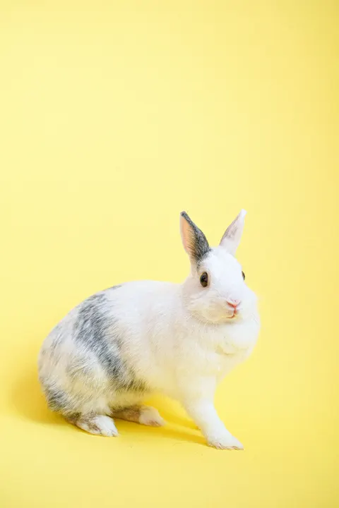 兔子 手機桌布 · pets · 1440×2160