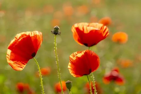 Klaprozenveld 4K-achtergrond · flowers · 3840×2562