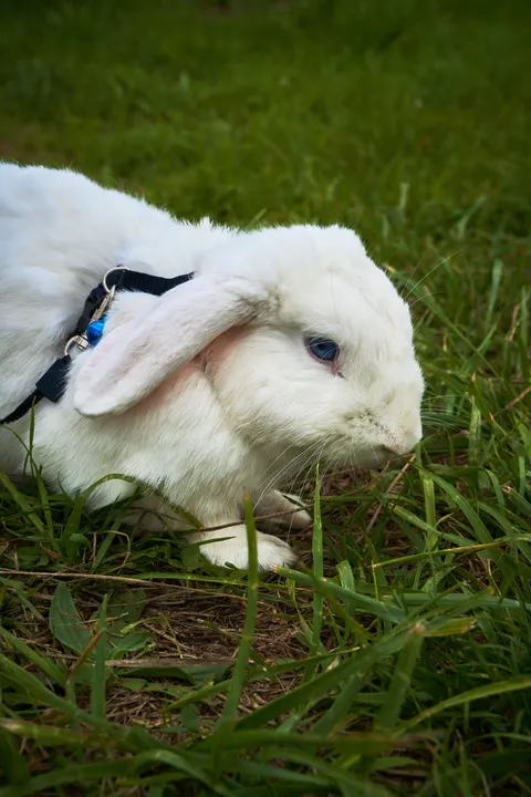 Bunny Phone Wallpaper · pets · 1440×2160