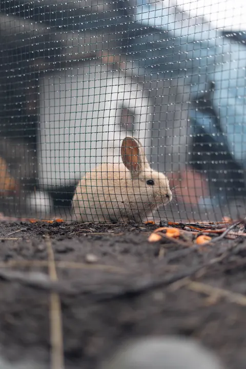 Bunny Phone Wallpaper · pets · 1440×2160