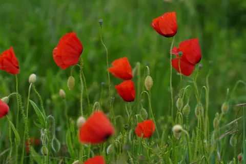 Fond d'écran Champ de coquelicots 4K · flowers · 3840×2560