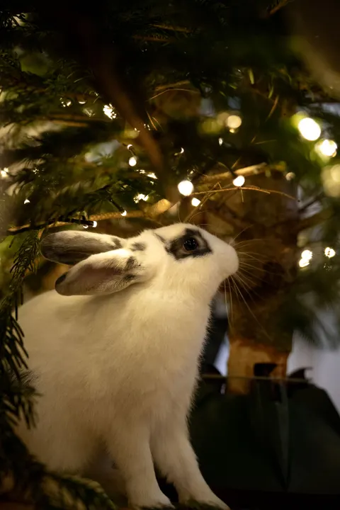 Bunny Phone Wallpaper · pets · 1440×2160