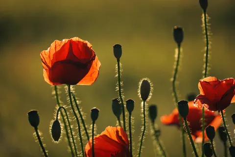 Tapeta Pole maków 4K · flowers · 3840×2560