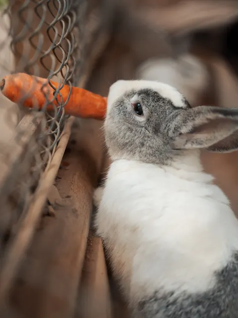 Bunny Phone Wallpaper · pets · 1440×1918