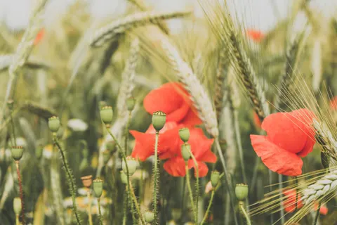 पॉपी का खेत 4K वॉलपेपर · flowers · 3840×2560