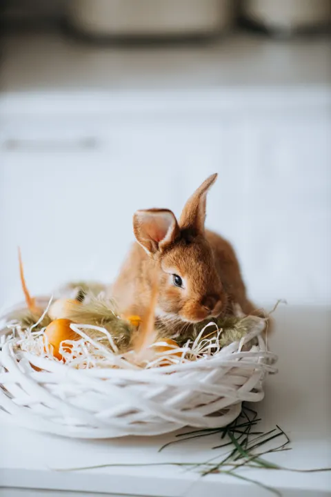 Bunny Phone Wallpaper · pets · 1440×2160
