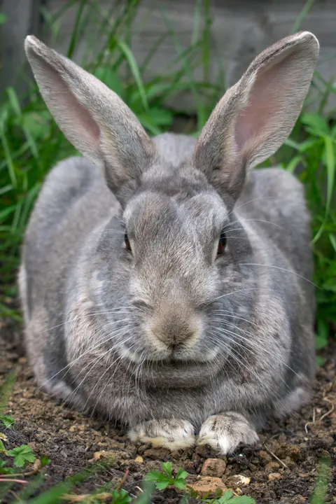Bunny Phone Wallpaper · pets · 1440×2160