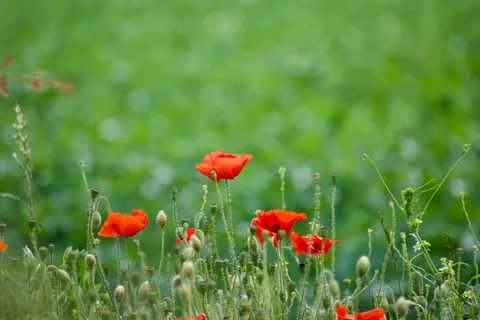 पॉपी का खेत 4K वॉलपेपर · flowers · 3840×2560