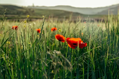Sfondo Campo di papaveri 4K · flowers · 3840×2560