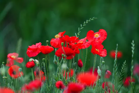 Poppy Field 4K Wallpaper · flowers · 3840×2560
