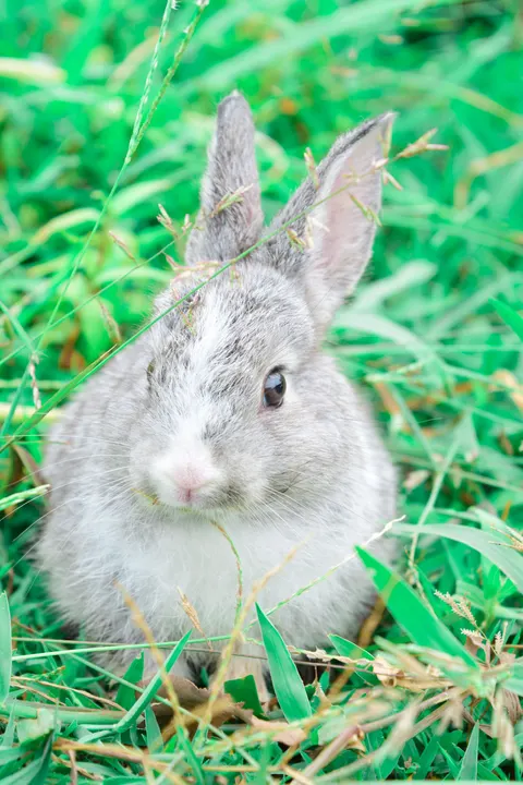 Bunny Phone Wallpaper · pets · 1440×2160