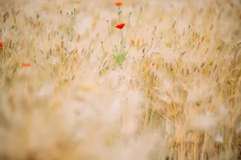 Klaprozenveld 4K-achtergrond · flowers · 3840×2563