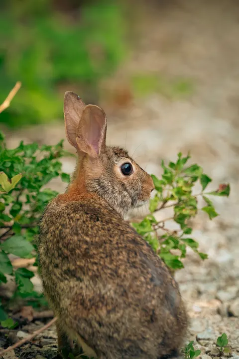 Bunny Phone Wallpaper · pets · 1440×2157