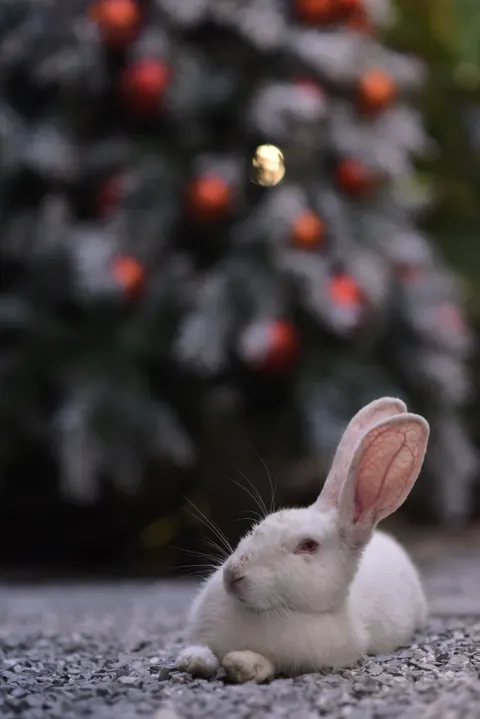 Кролик обои для телефона · pets · 1440×2158