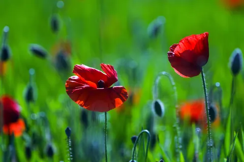 पॉपी का खेत 4K वॉलपेपर · flowers · 3840×2561