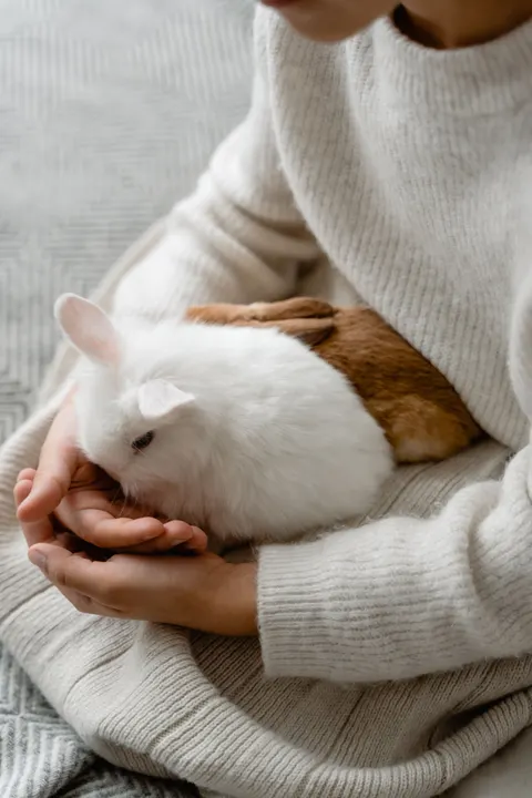 Bunny Phone Wallpaper · pets · 1440×2160