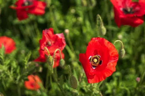 पॉपी का खेत 4K वॉलपेपर · flowers · 3840×2560
