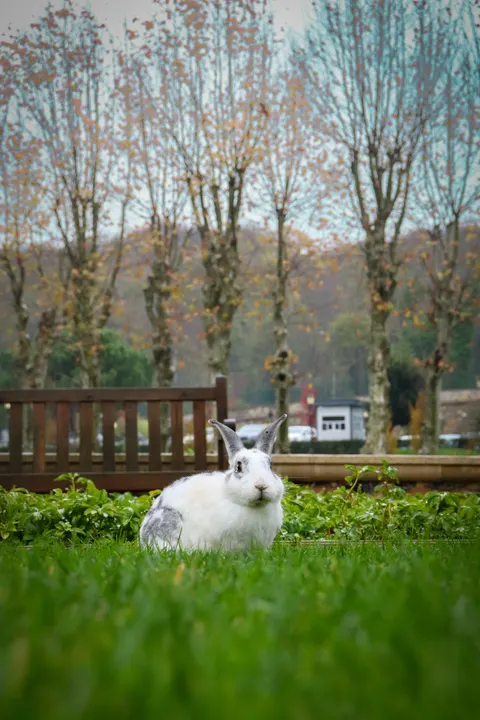 خرگوش والپیپر موبایل · pets · 1440×2160