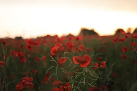 Klaprozenveld 4K-achtergrond · flowers · 3840×2561