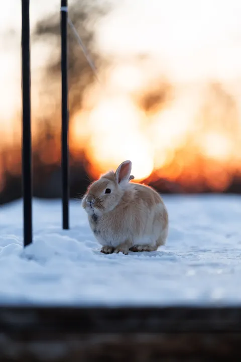 Bunny Phone Wallpaper · pets · 1440×2160