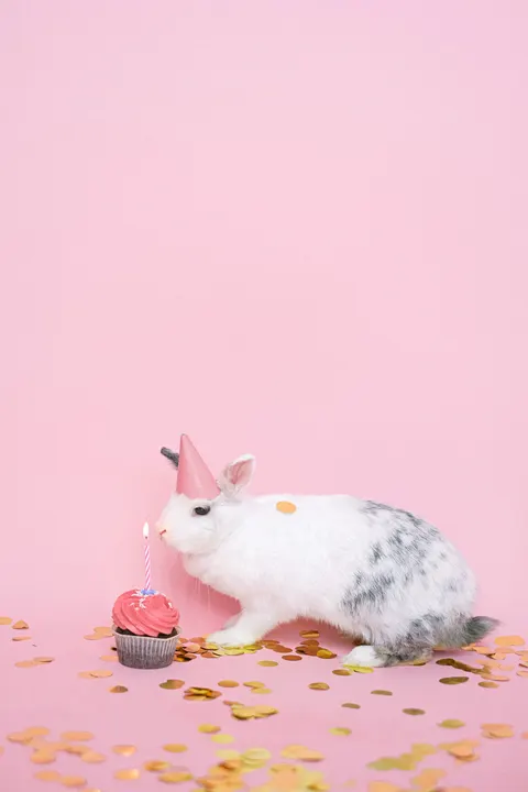 Bunny Phone Wallpaper · pets · 1440×2160