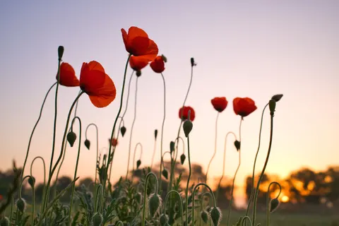 Fondo de pantalla Campo de amapolas 4K · flowers · 3840×2560