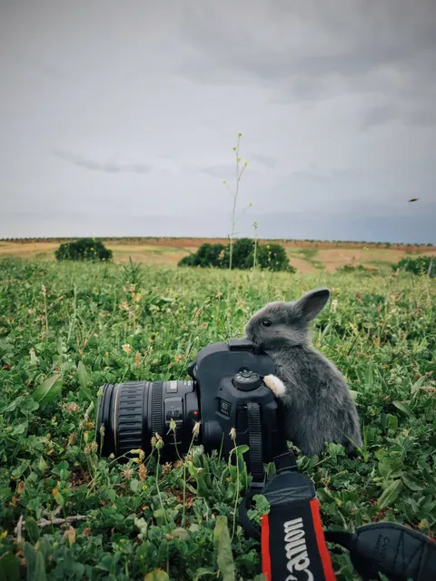 Bunny Phone Wallpaper · pets · 1440×1920