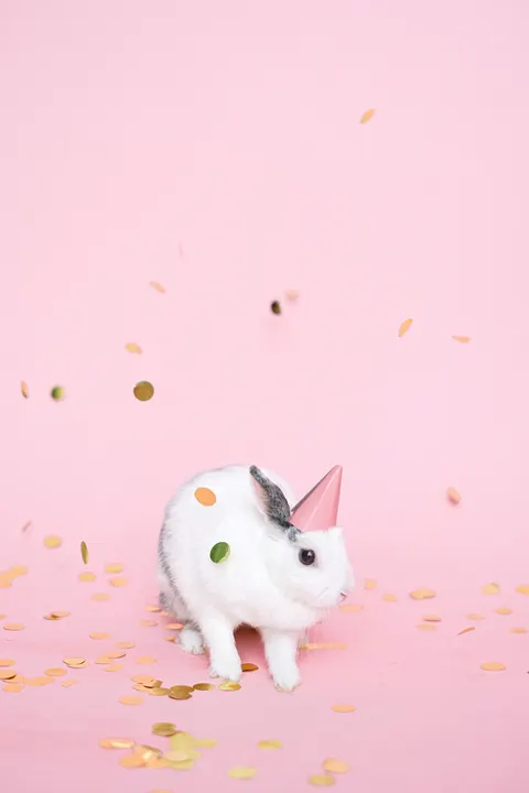 أرنب خلفية للجوال · pets · 1440×2160