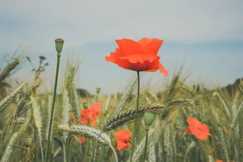 양귀비 밭 4K 배경화면 · flowers · 3840×2560