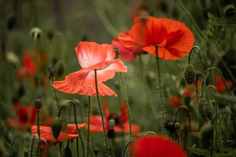 Sfondo Campo di papaveri 4K · flowers · 3840×2560